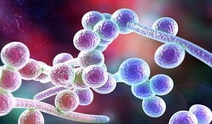 Hongo de candida
